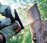 Best Tree Cabling and Bracing  in Littlerock, CA