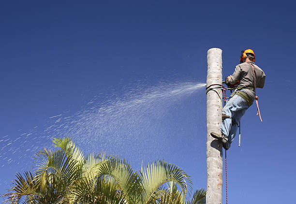 Best Hazardous Tree Removal  in Littlerock, CA