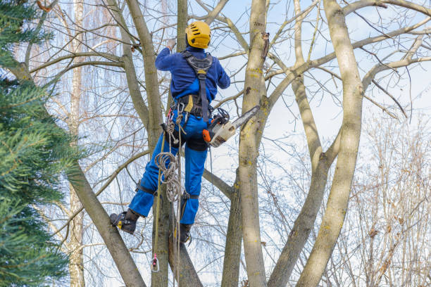 Trusted Littlerock, CA Tree Care Experts