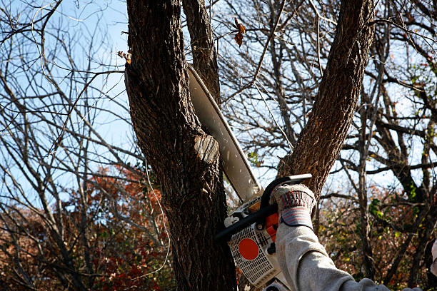 Leaf Removal in Littlerock, CA