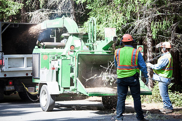 Best Tree Removal  in Littlerock, CA