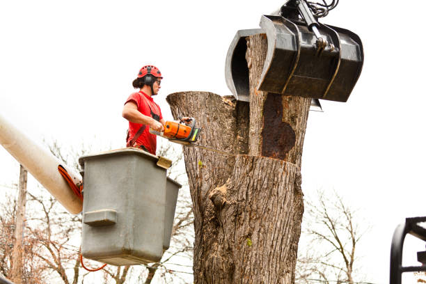Best Palm Tree Trimming  in Littlerock, CA
