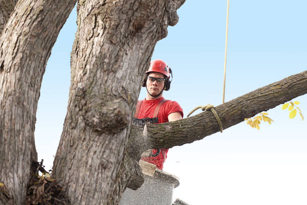 Best Tree and Shrub Care  in Littlerock, CA